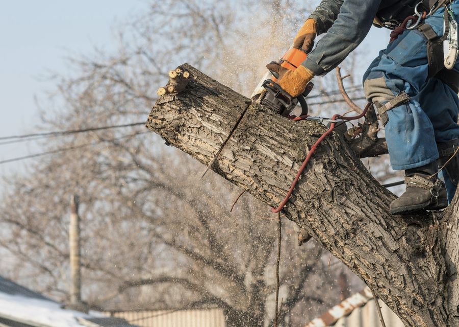 Tree trimming and pruning by Sam Tree Service & Lawn Care in Durham, NH