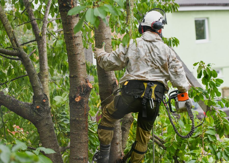 Tree trimming and pruning by Perez tree service in Alsip, IL