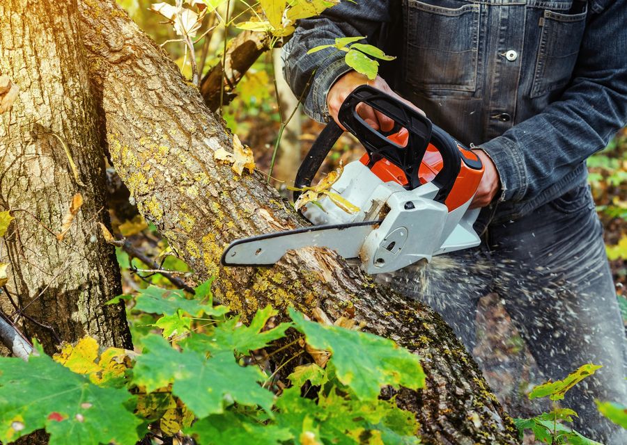 Tree trimming and pruning by At The Top Tree Service Corp in St Cloud, FL
