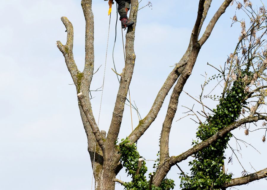 Tree trimming and pruning by Tree Surgeons in Parks, PA
