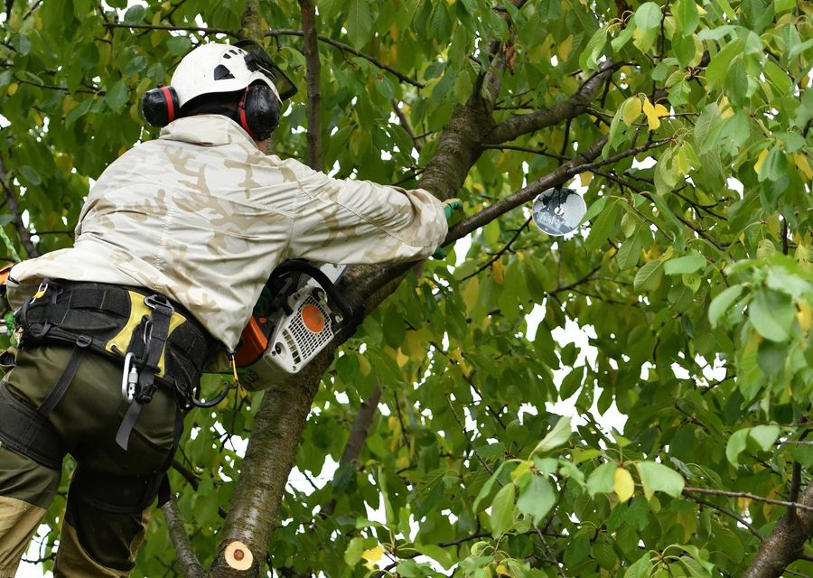 Tree trimming and pruning by Big John's Tree Service in Hickory Hills, IL