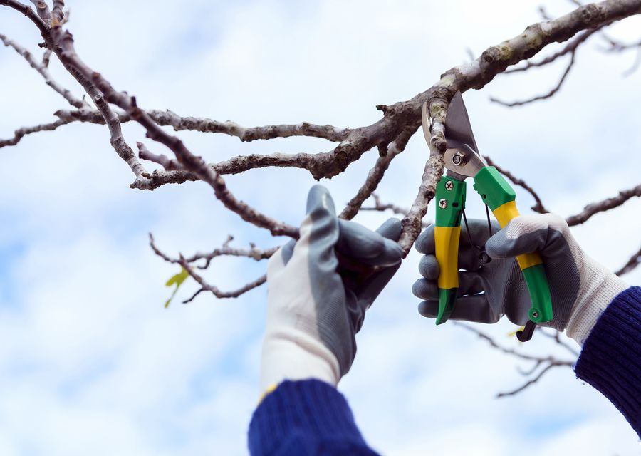 Tree trimming and pruning by JV Strong Tree Service in Mills River, NC
