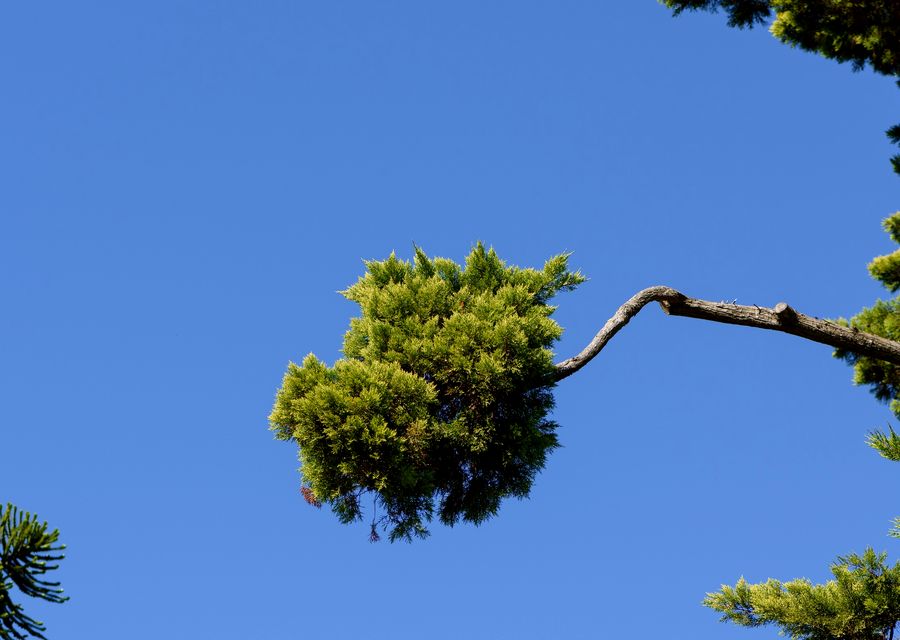 Tree trimming and pruning by Appleseed Tree Service, LLC in Burbank, IL