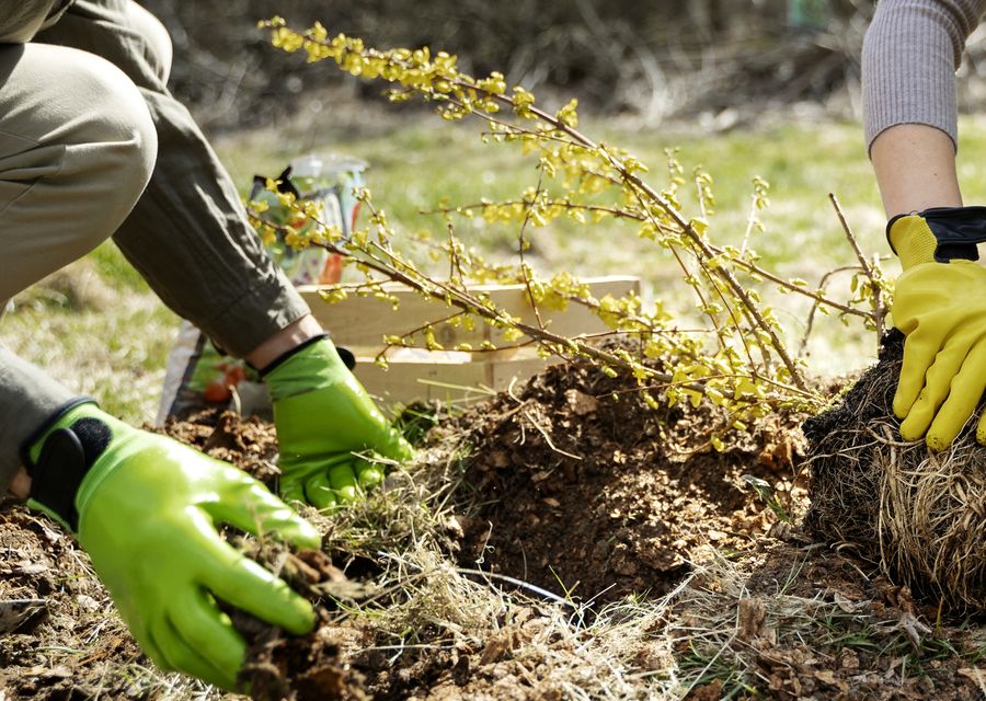 Tree trimming and pruning by Colorado Tree Arborist in Kiskiminetas, PA