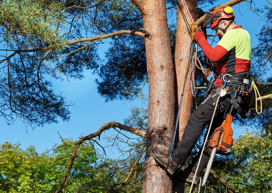 Tree trimming and pruning by Senn's Tree Service in Ridgeland, SC