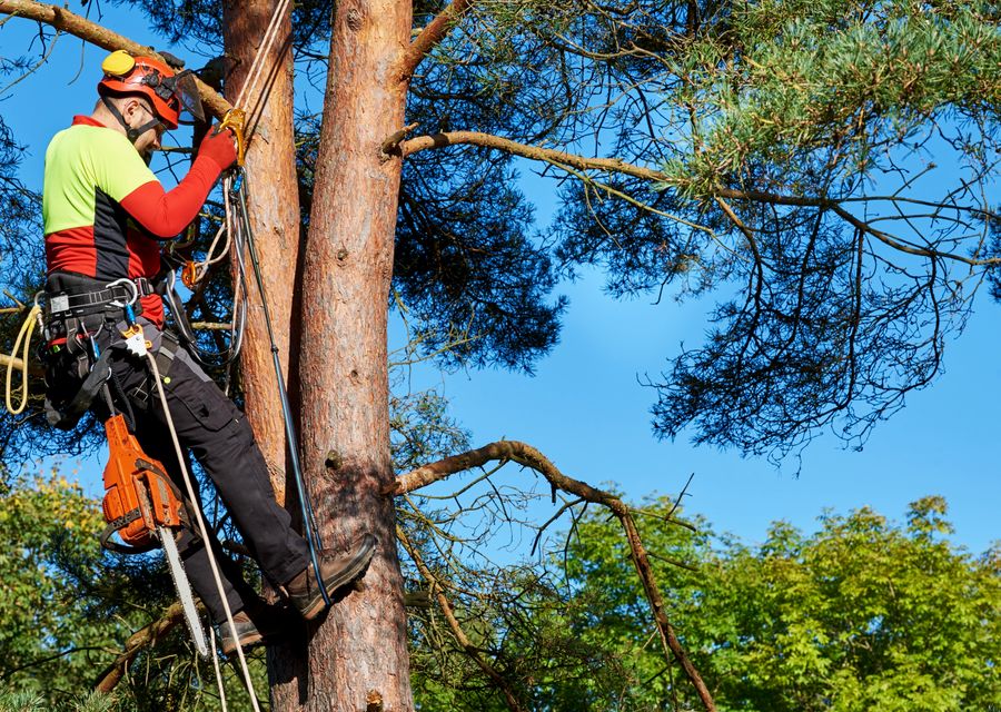 Tree trimming and pruning by Dank Tree Experts in Astatula, FL
