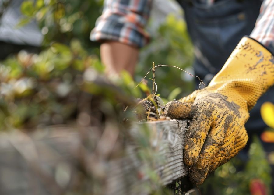 Tree trimming and pruning by TD Tree Services Expects LLc in Horseshoe Bay, TX