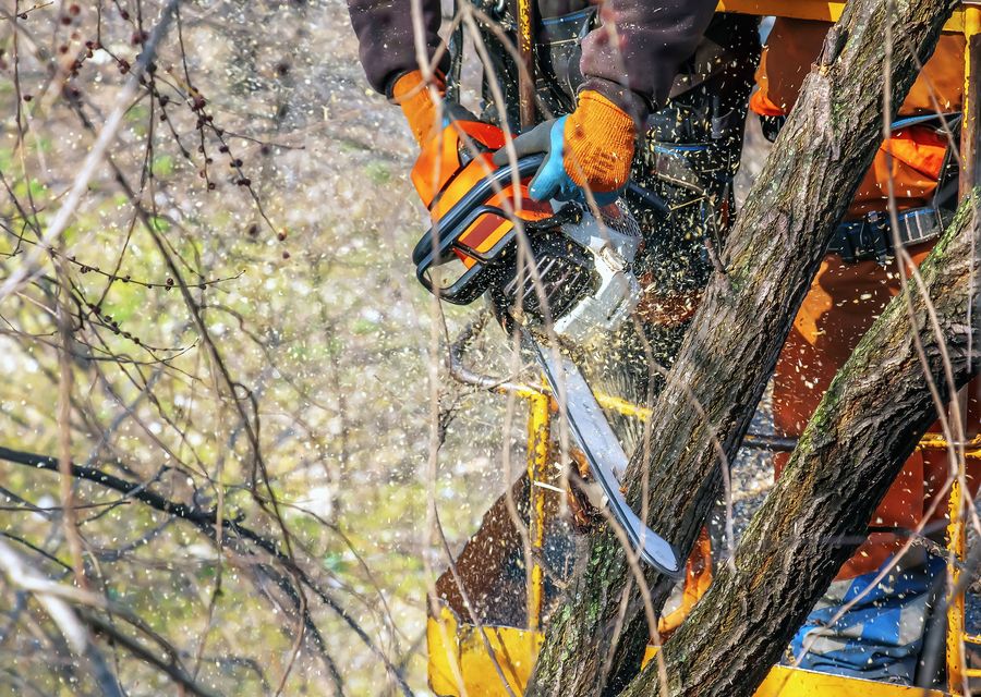 Tree trimming and pruning by Tree Trimming Service in Darien, IL