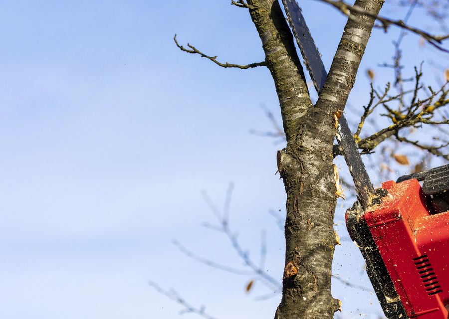 Tree trimming and pruning by Captain's Tree Service LLC in Hobart, IN
