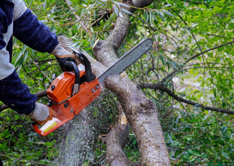Tree trimming and pruning by Rowan Tree Care in Blair, SC