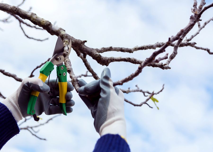 Tree trimming and pruning by Elite Tree Services in Eliot, ME