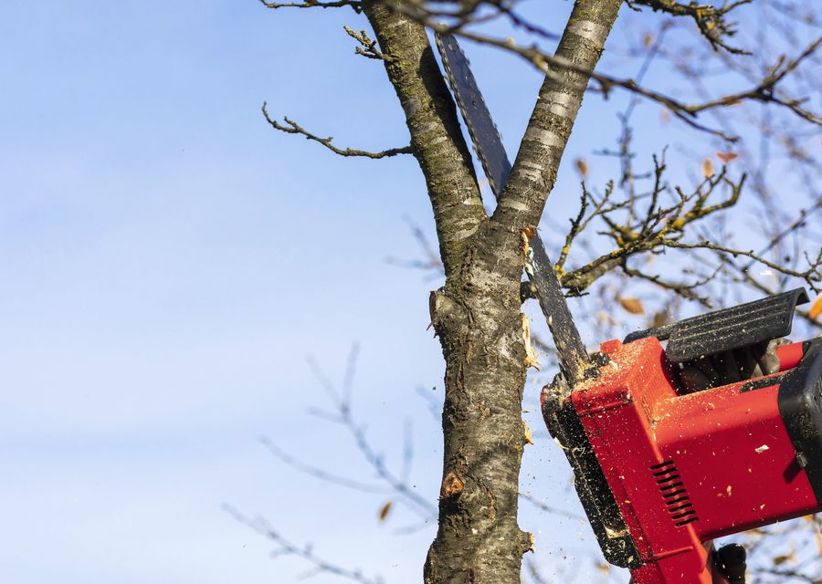 Tree trimming and pruning by Action Jackson Tree Service in Santa Ana, CA