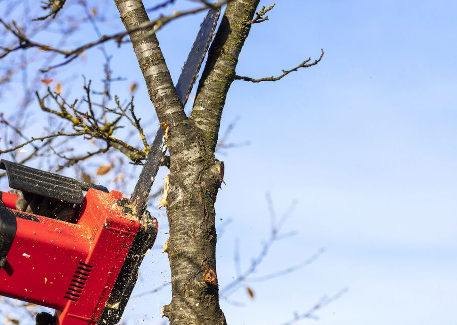 Tree trimming and pruning by DiCanio's Stump Removal in Orlando, FL