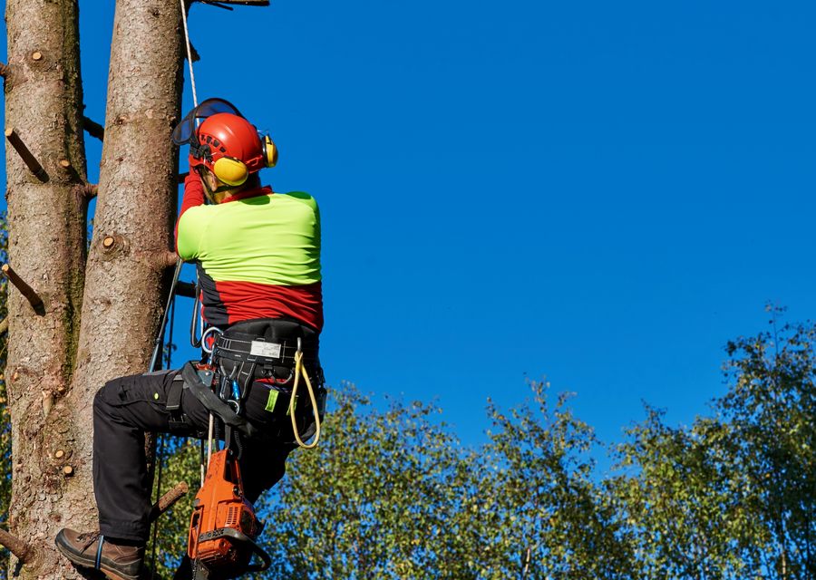 Tree trimming and pruning by Ken's Tree Service in Elizabeth, PA