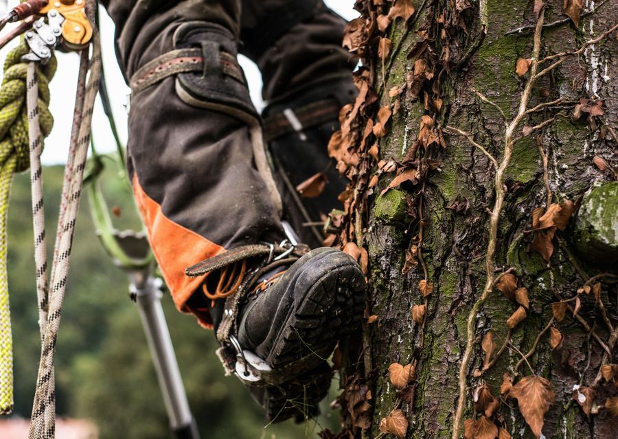 Tree trimming and pruning by Breeze Tree Service in Conoy, PA