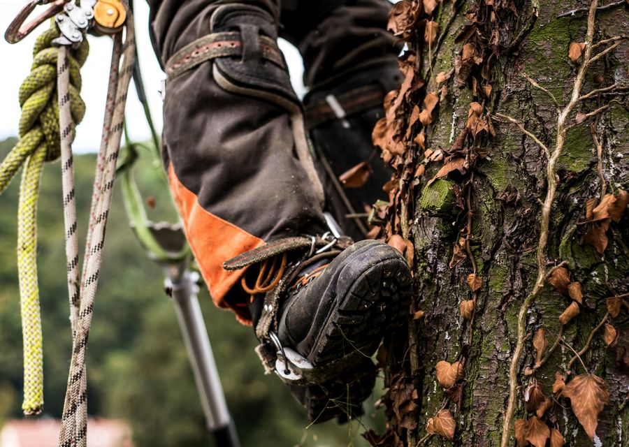Tree trimming and pruning by Jem Tree Service and Contracting in Clyde, NC