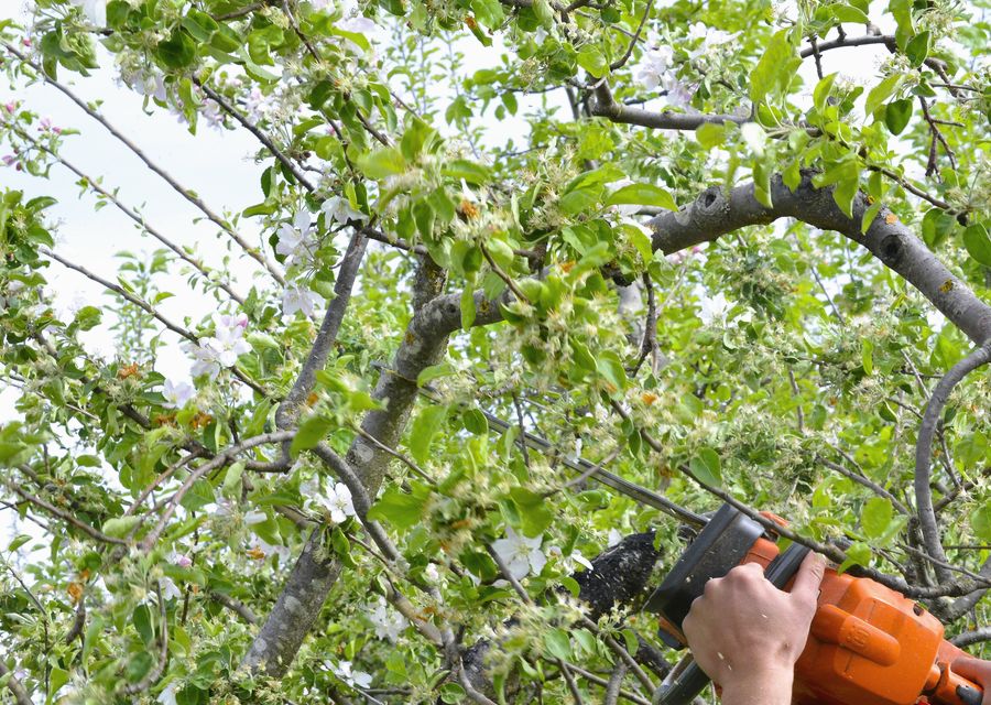 Tree trimming and pruning by Miguel's Tree Service in Maywood, IL