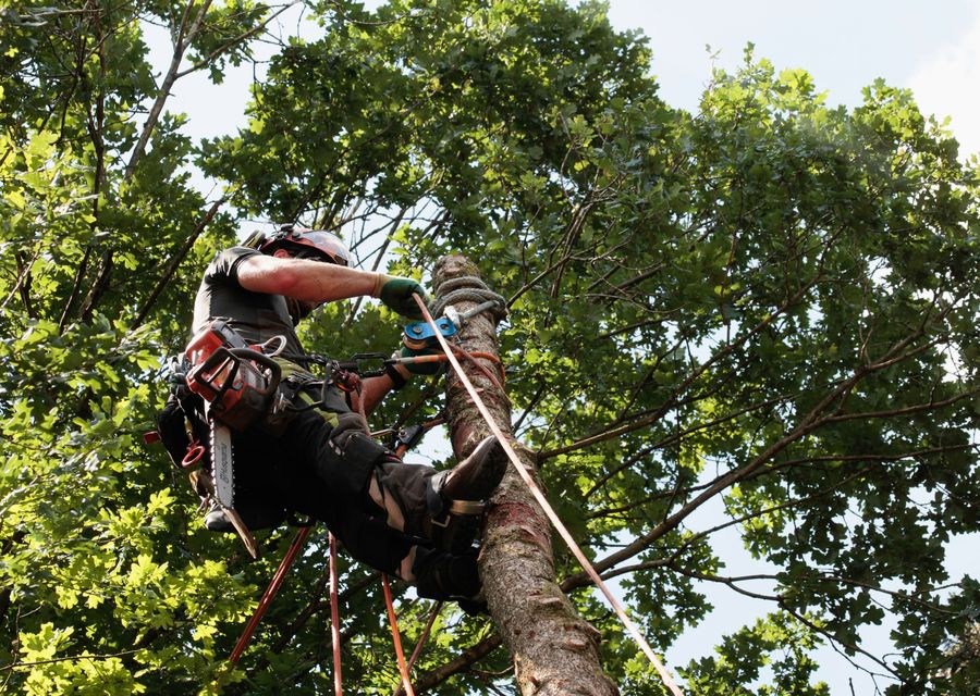 Tree trimming and pruning by Clavin Tree Service in Griffith, IN