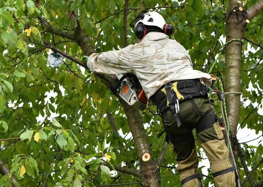 Tree trimming and pruning by Jolly Green Tree Care in Park Forest, IL