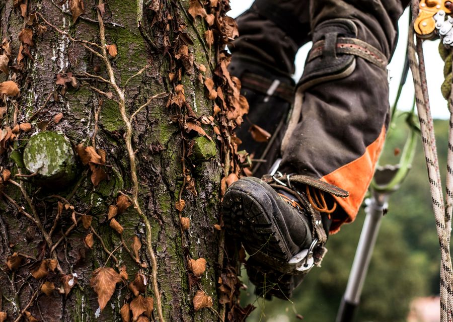 Tree trimming and pruning by AAA TREE SERVICE CORP in Tustin, CA