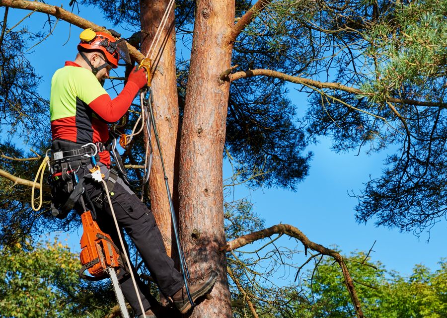 Tree trimming and pruning by Rushton Tree Service in Hilton Head Island, SC