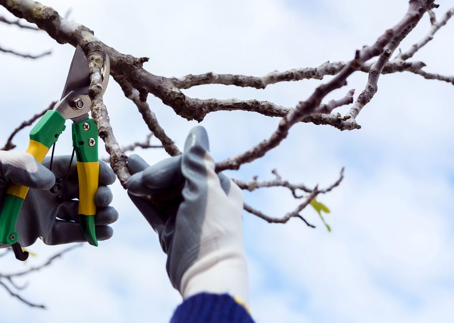 Tree trimming and pruning by Green Lawn Tapia services in Georges, PA
