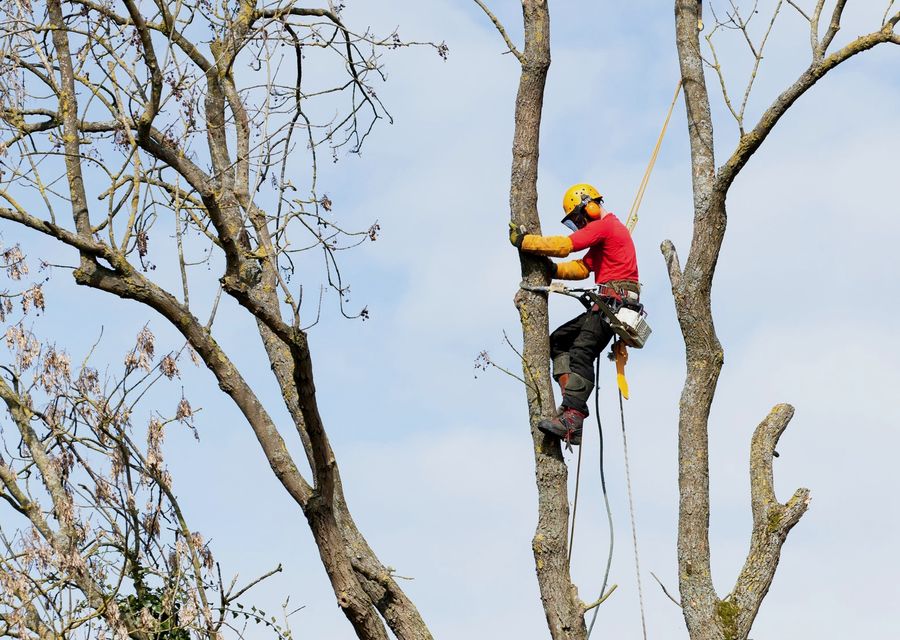 Tree trimming and pruning by Beach Tree Services Experts in Clermont, FL
