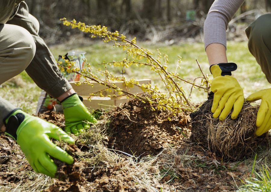 Tree trimming and pruning by Laricks Complete Tree Services, LLC in Old Fort, NC