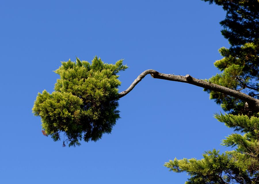 Tree trimming and pruning by GreenLeaf Tree Removal in Grayson, GA