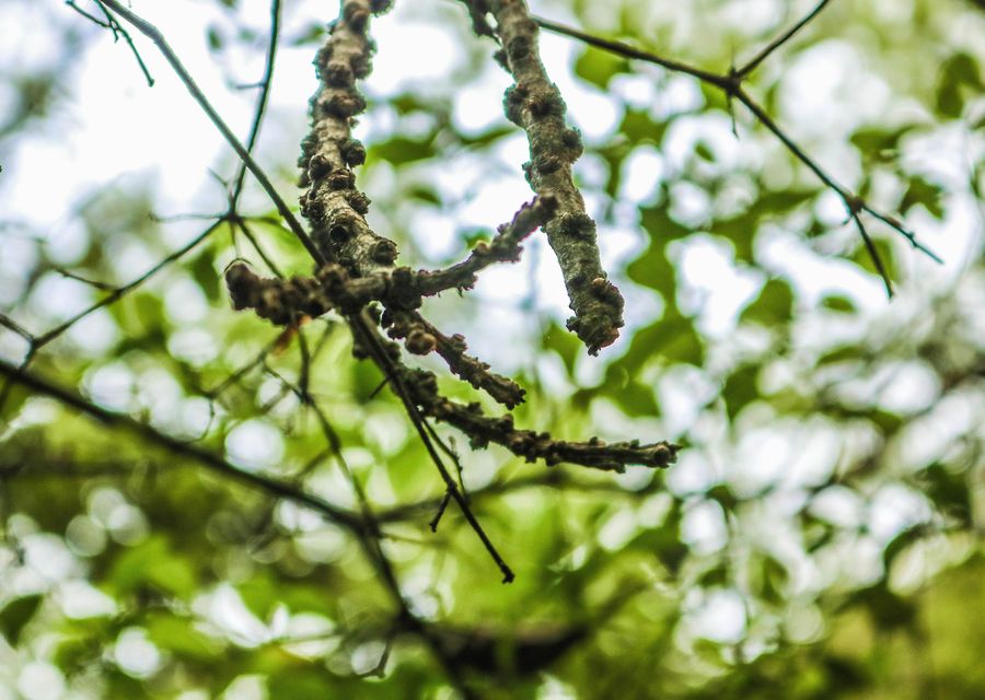 Tree trimming and pruning by Jose's Tree Services LLC in Lake Zurich, IL