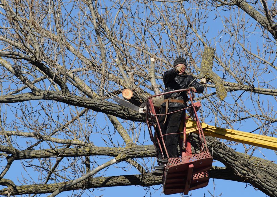 Tree trimming and pruning by Hernandez Landscaping & Tree Service in Acworth, GA
