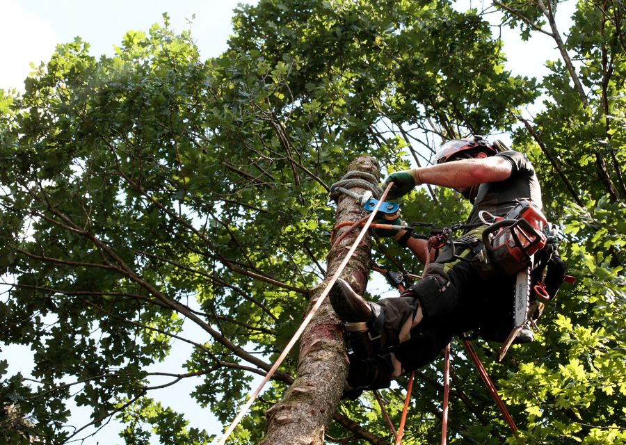 Tree trimming and pruning by Green View Tree Service LLC in Stanley, NC