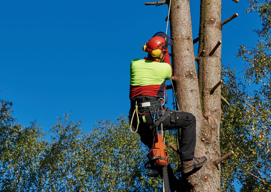 Tree trimming and pruning by Dany Tree Service Corp in Montgomery, PA