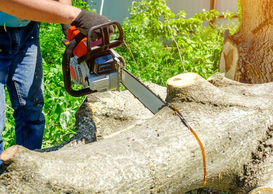 Tree trimming and pruning by Fielding Tree Care LLC in Ephrata, PA