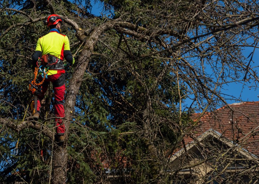 Tree trimming and pruning by Budget Tree Service in Highland, IN