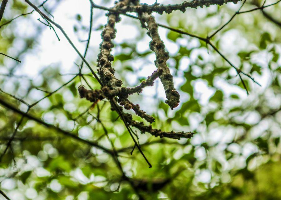 Tree trimming and pruning by Sandoval's Tree Care in Winnsboro, SC