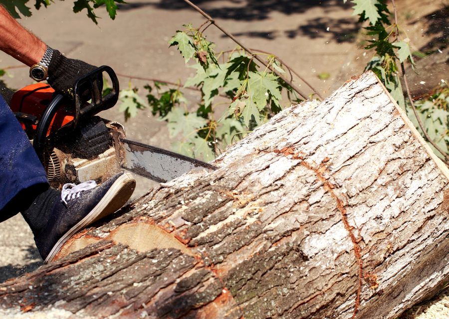 Tree trimming and pruning by Empire Tree Services in Kennesaw, GA