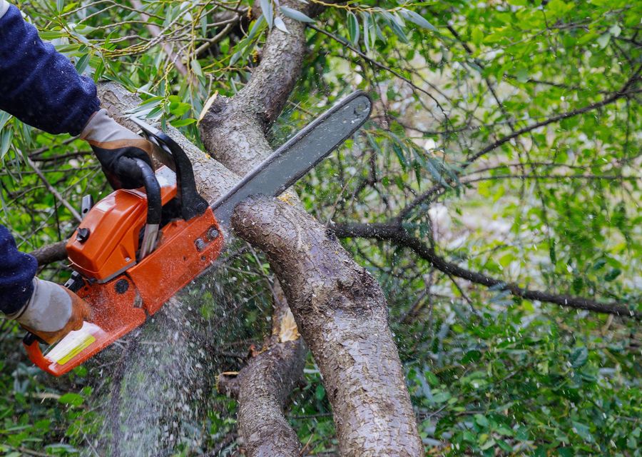 Tree trimming and pruning by Uncle Matty's Tree Service in Sadsbury, PA