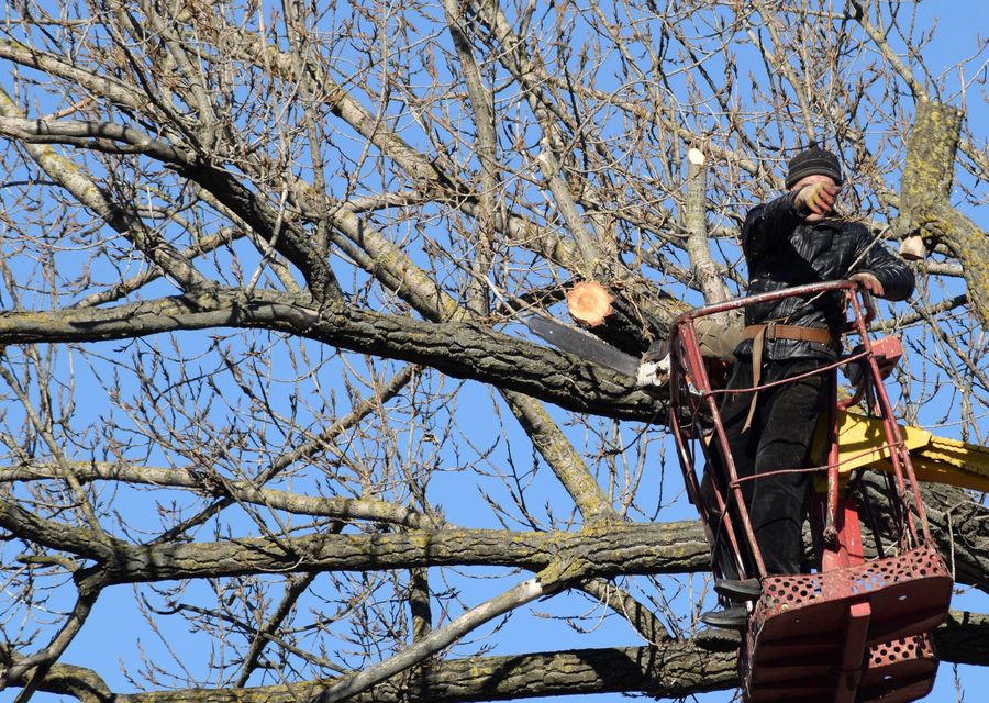Tree trimming and pruning by Our Family Tree Service in Roaring Spring, PA
