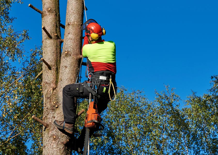 Tree trimming and pruning by Alvin's Tree Service LLC in Rayne, PA
