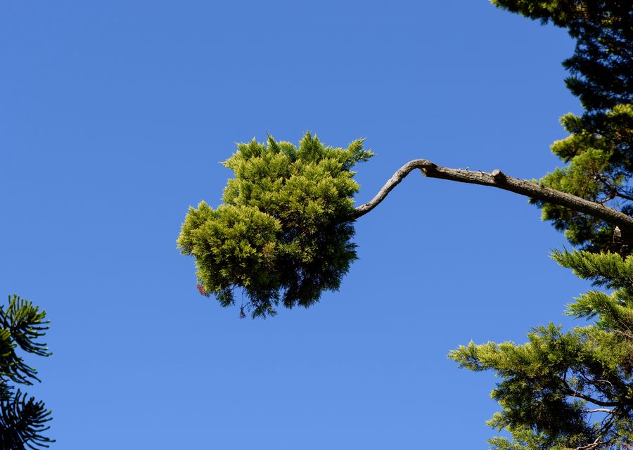 Tree trimming and pruning by Victorio Tree Service & Landscaping in Spring Grove, IL