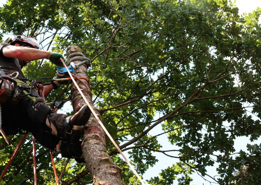 Tree trimming and pruning by FCM TREE SERVICES LLC in Lebanon, ME