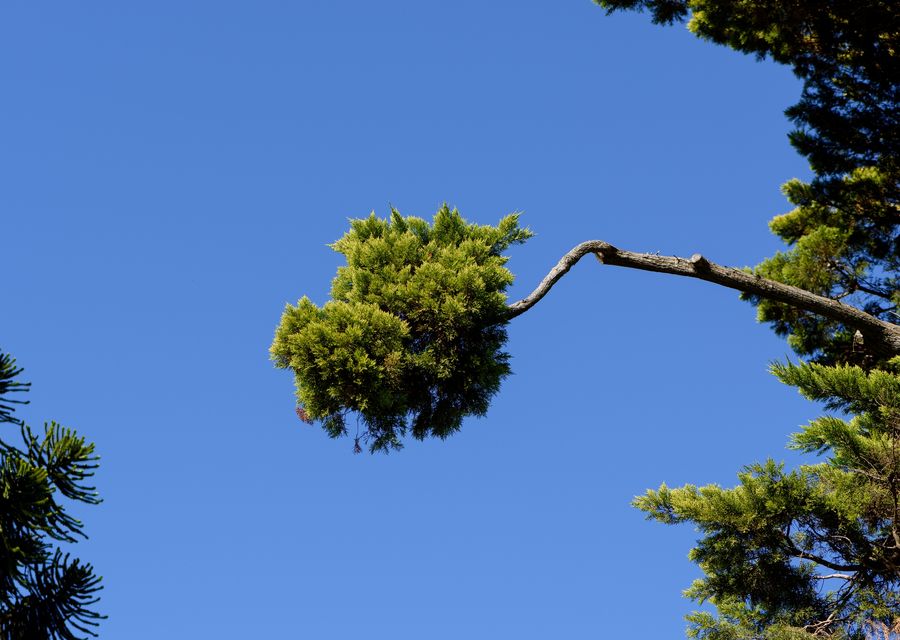 Tree trimming and pruning by Lamb's Tree & Plant Healthcare in Arlington Heights, IL