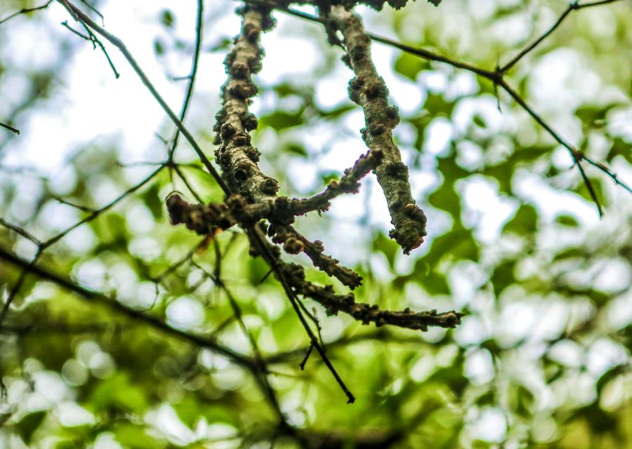 Tree trimming and pruning by Hill Tree Expert Company in Norcross, GA