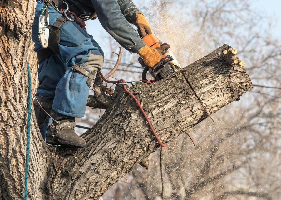 Tree trimming and pruning by Senske Lawn Care Services in Gilbert, SC