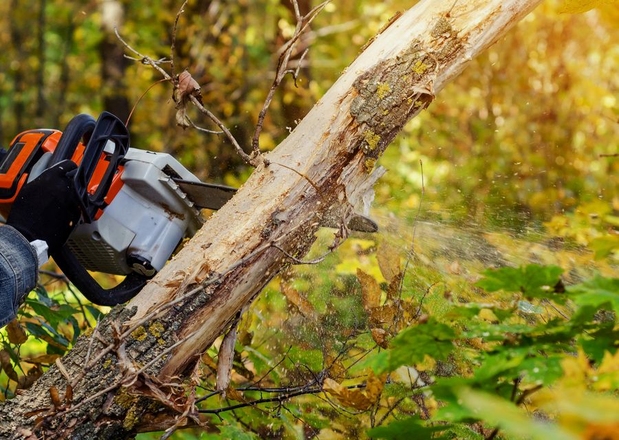 Tree trimming and pruning by Above and Beyond Services LLC in Redstone, PA