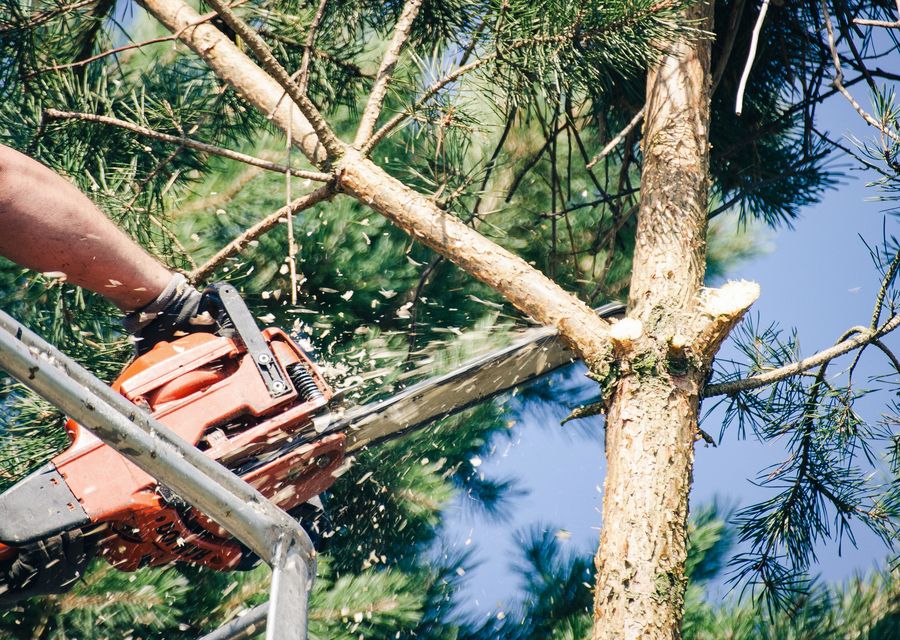 Tree trimming and pruning by Campos Tree Service Corp in Longwood, FL