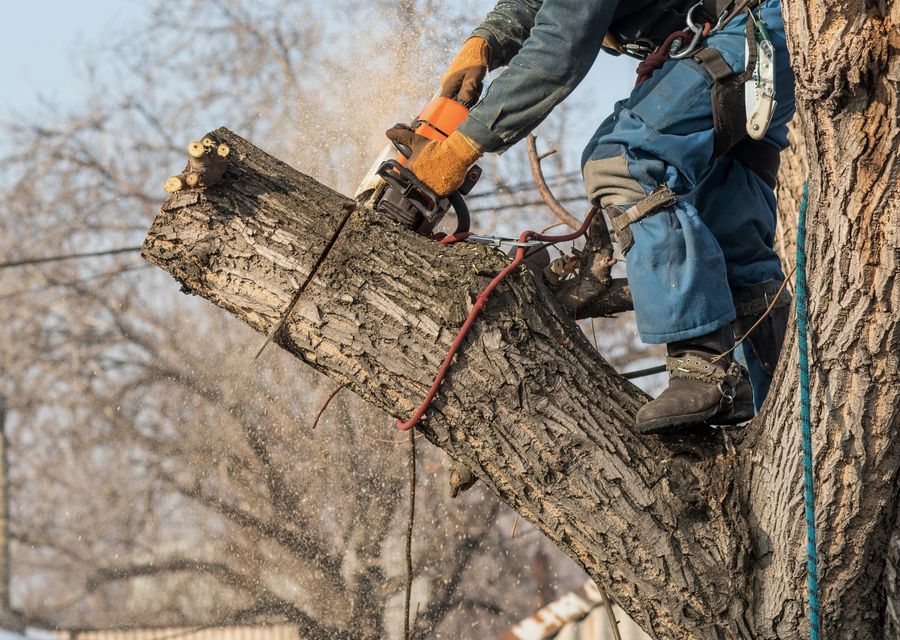 Tree trimming and pruning by Garcia Tree Services LLC in Huntersville, NC