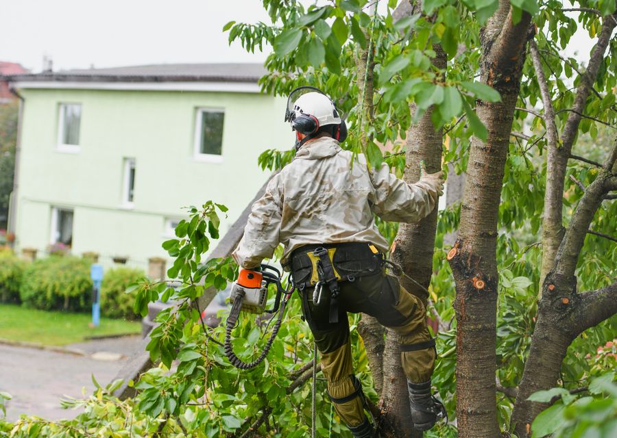 Tree trimming and pruning by Green Forest Tree Service Corp. in Mableton, GA