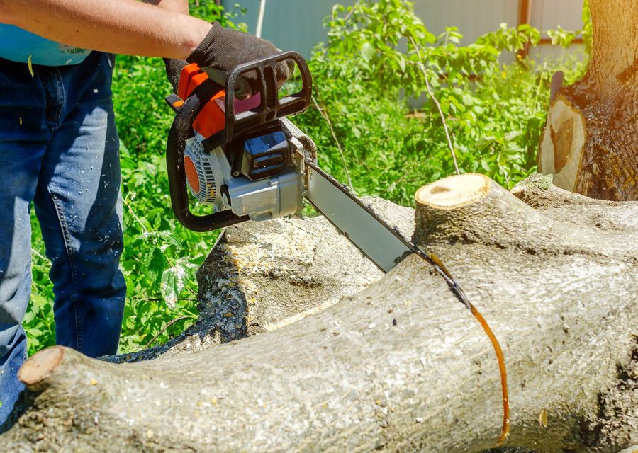 Tree trimming and pruning by The Giving Tree Service in Dripping Springs, TX